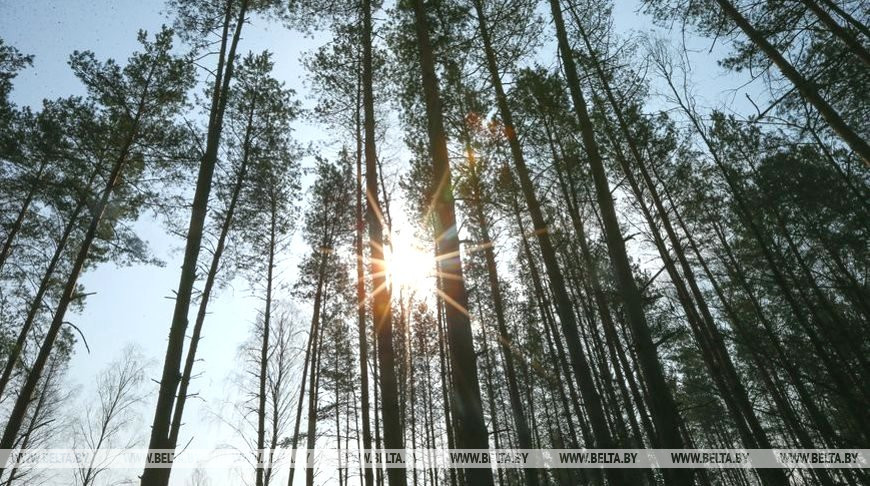 Запреты и ограничения на посещение лесов введены во всех районах Беларуси