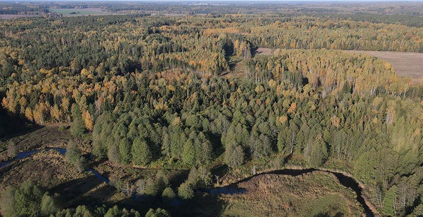 Во всех районах Гродненской области ограничено посещение лесов
