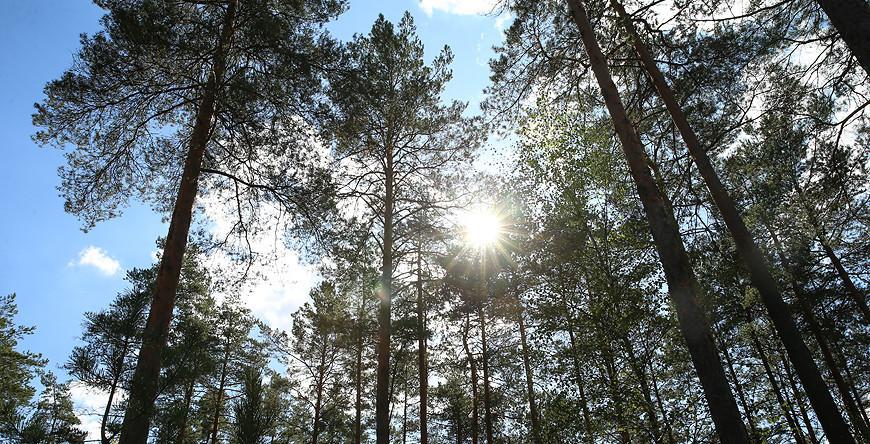 Во всех районах Гродненской области введены ограничения и запреты на посещение лесов