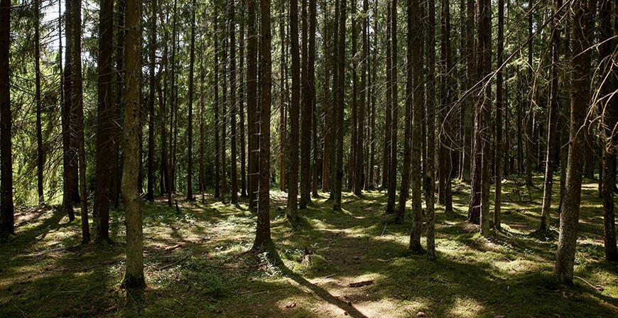 Во всех районах Гродненской области введены запреты и ограничения на посещение лесов