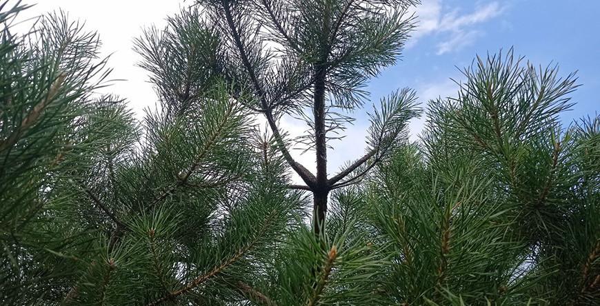 Во всех районах Гродненской области запрещено посещение лесов