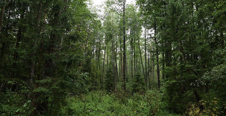 В 12 районах Гродненской области действуют запреты и ограничения на посещение лесов
