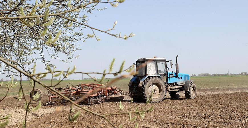 Лён в Беларуси посеян на 55,6% площадей