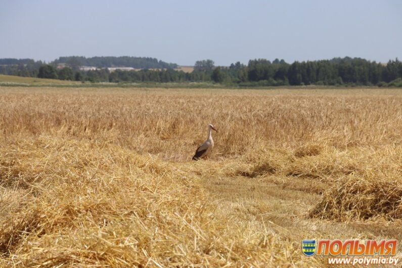 В Кореличском районе началась уборка озимого ячменя