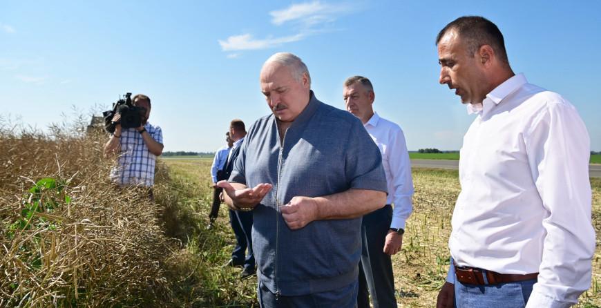 «Надо доводить до ума». Чем удивляет неидеальное хозяйство под Минском, которое посетил Александр Лукашенко