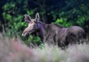 Уникальные туристические маршруты и редкие виды животных. Гродненской пуще исполняется 560 лет