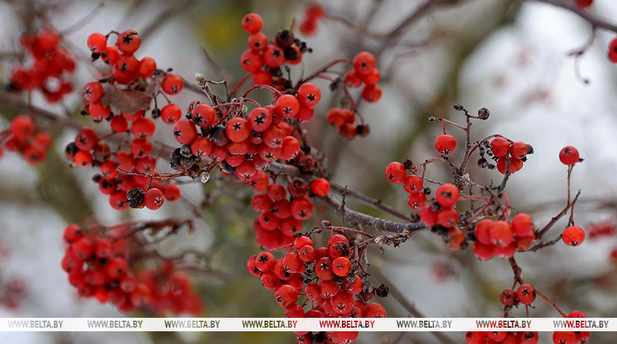 Облачно и до +3°С будет сегодня в Беларуси