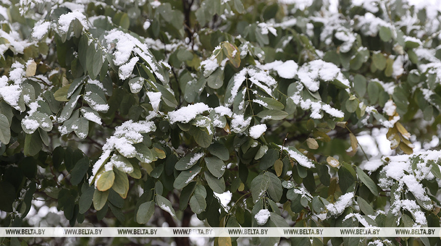 Дождь, снег и до +4°С. Какая погода будет сегодня в Беларуси