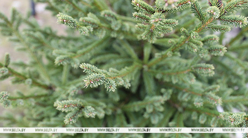 Без осадков и до +12°С прогнозируется сегодня в Беларуси