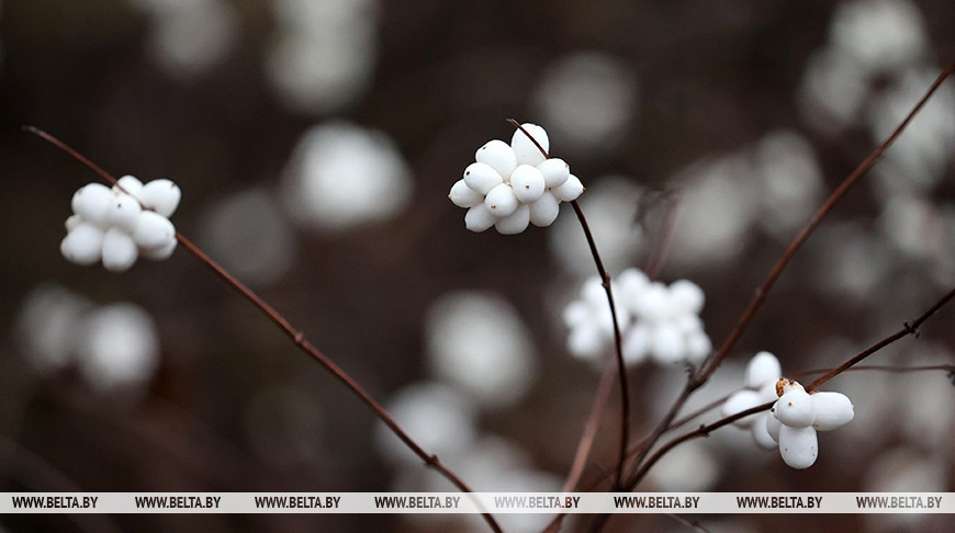 Кратковременные дожди и слабый туман: синоптики о погоде на 29 января