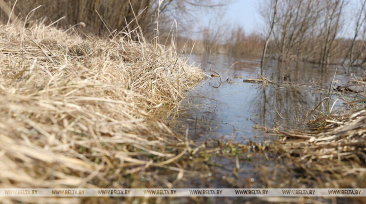 На каких реках Беларуси повысились уровни воды, рассказали в Белгидромете