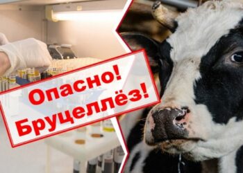 Как защититься от бруцеллёза, рассказали в Кореличской ЦРБ