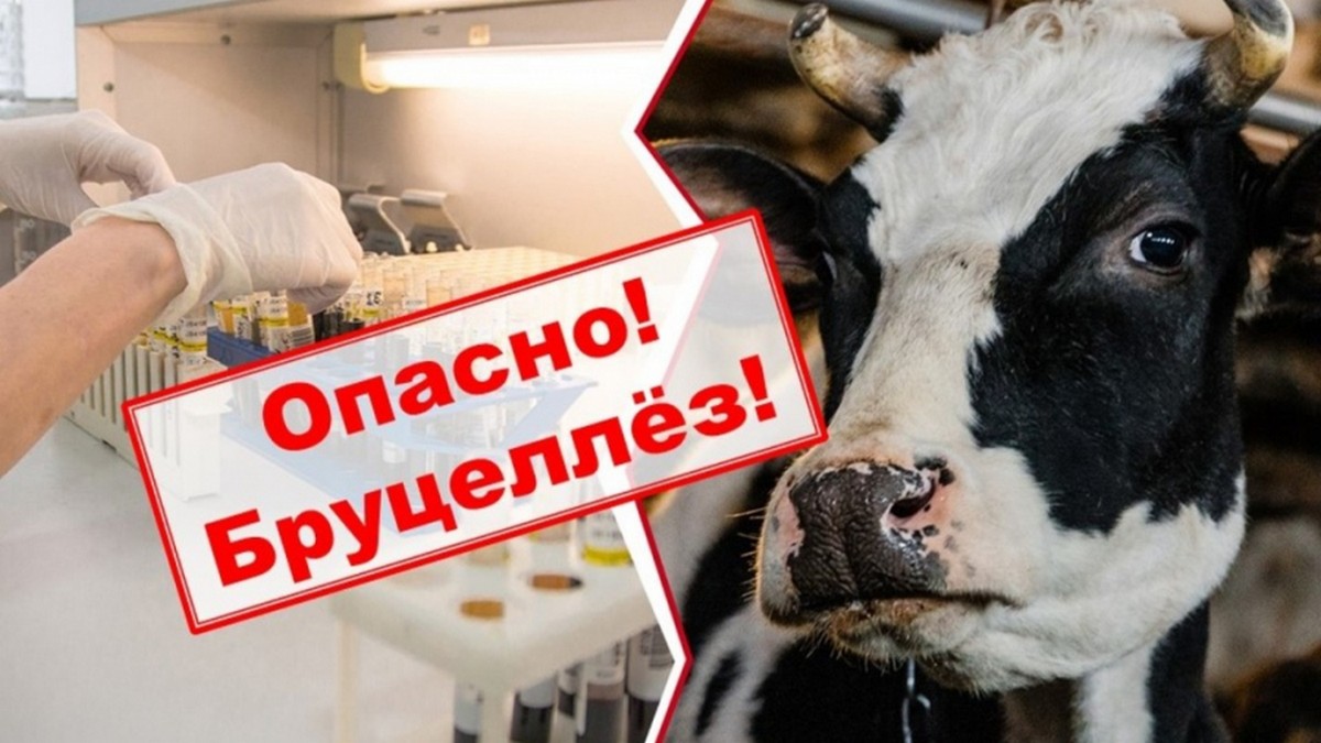 Как защититься от бруцеллёза, рассказали в Кореличской ЦРБ