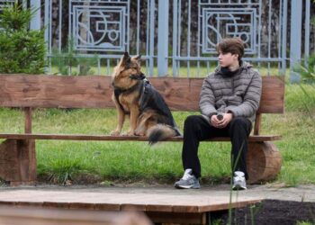 Налог на собак: каких изменений ждать в 2026 году?