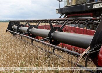Свыше 10,2 млн тонн зерна с учетом рапса и кукурузы намолотили в Беларуси