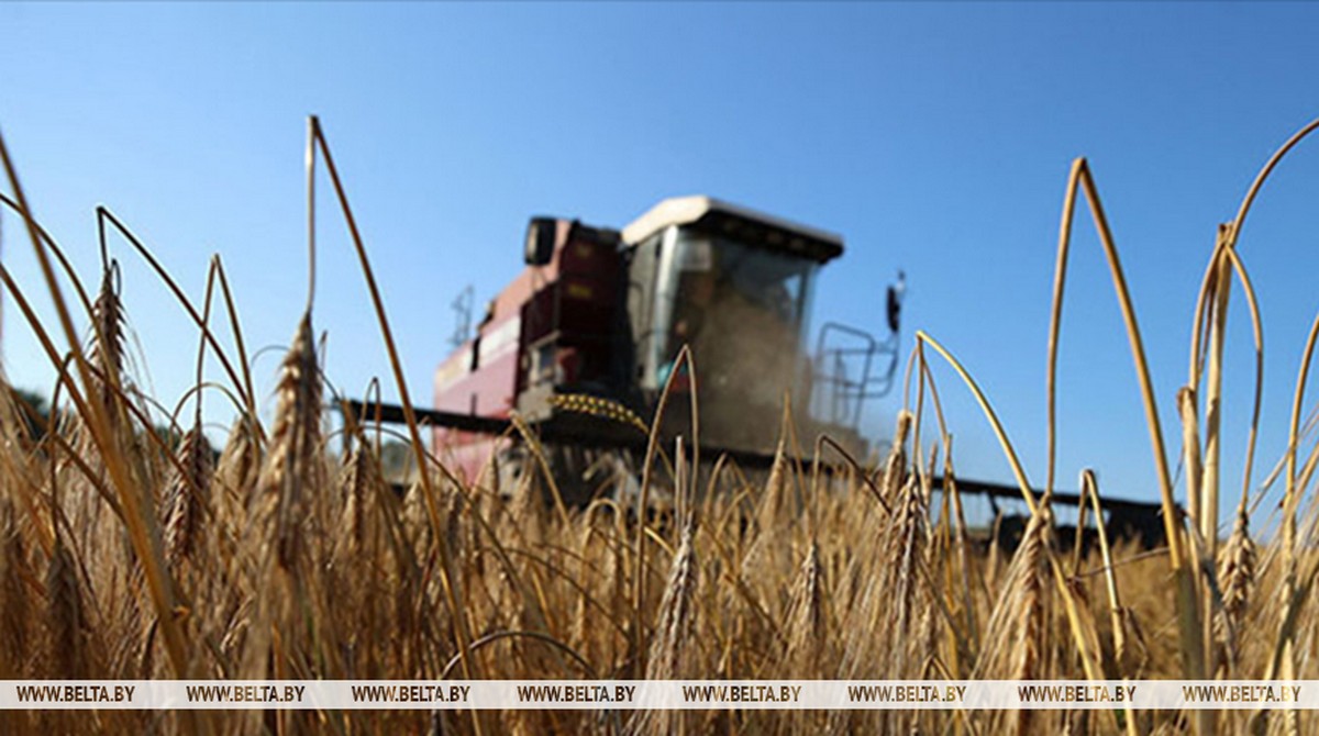 Свыше 10,7 млн тонн зерна с учетом рапса и кукурузы собрали в Беларуси
