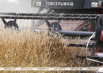 В Беларуси намолотили свыше 11 млн тонн зерна с учетом рапса и кукурузы