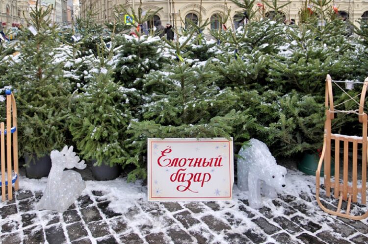 Где и когда купить новогоднюю ёлку в Кореличском районе