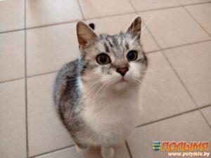 Колонка главного редактора. Поможем усатым-полосатым пережить холода