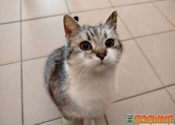 Колонка главного редактора. Поможем усатым-полосатым пережить холода