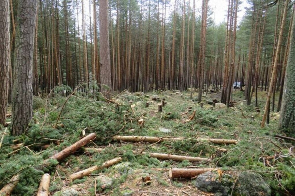 Прокуратура Кореличского района установила факт причинения вреда окружающей среде