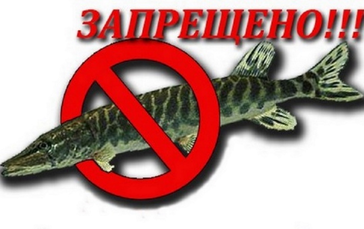Запрет на лов щуки