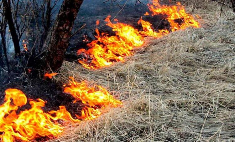 Более 20 возгораний сухой травы ликвидировали за сутки гродненские спасатели