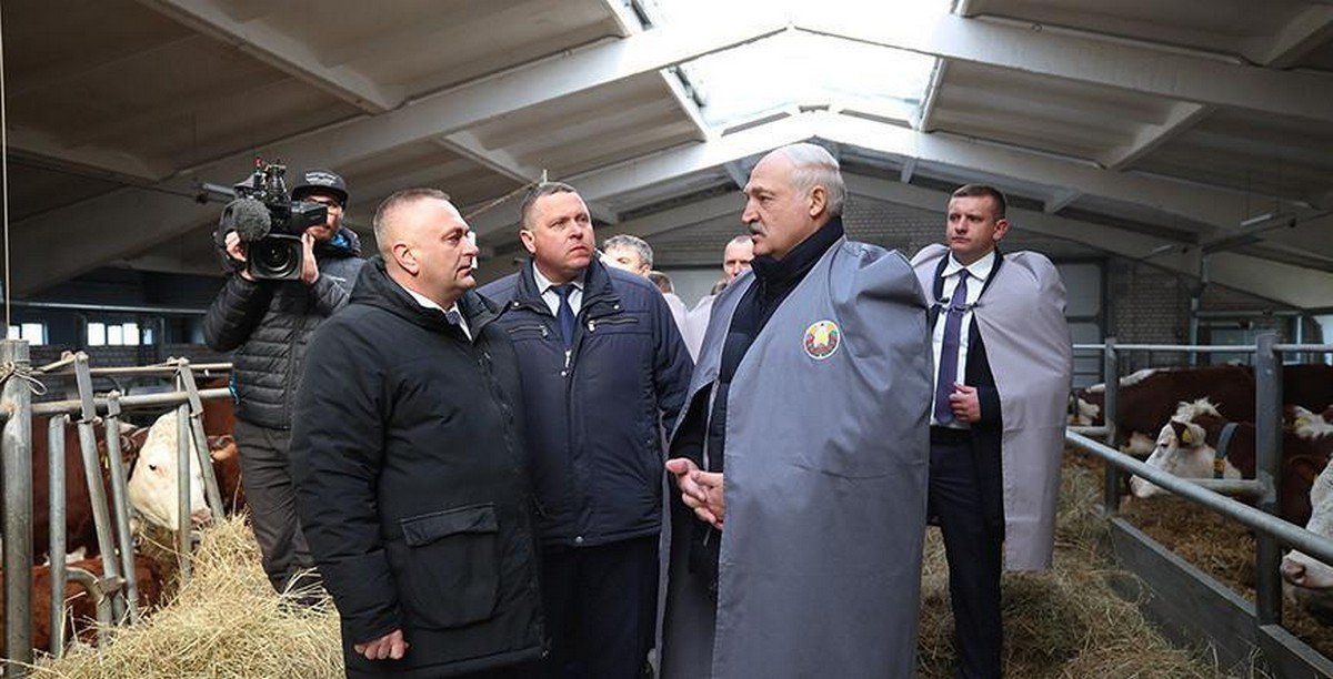 Александр Лукашенко ориентирует на более быстрое развитие племенного животноводства в Беларуси