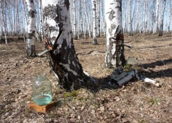 Заготавливайте сок по правилам