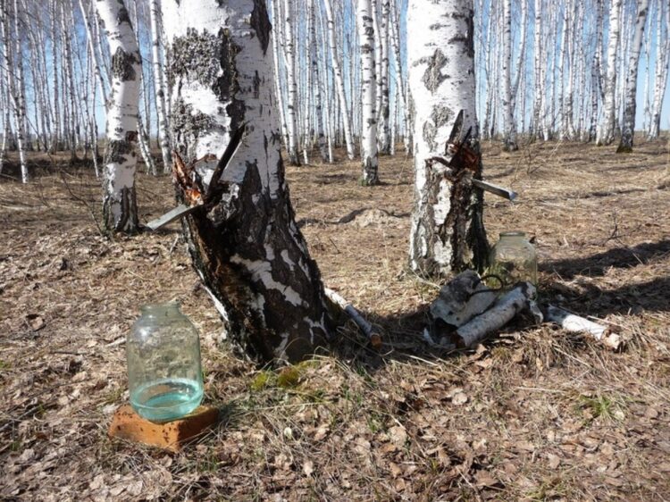 Заготавливайте сок по правилам