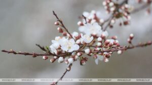 Теплую одежду пока не убираем. Будут ли заморозки в Беларуси 1 мая, рассказали синоптики