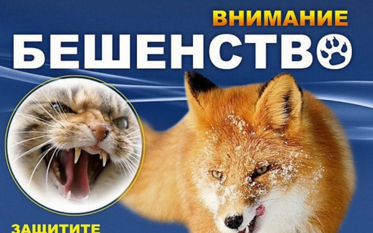 Как обезопасить себя и своих детей от бешенства?