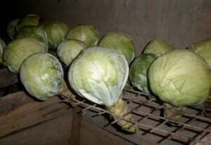 Весной актуальны иерсиниозы. Меры профилактики