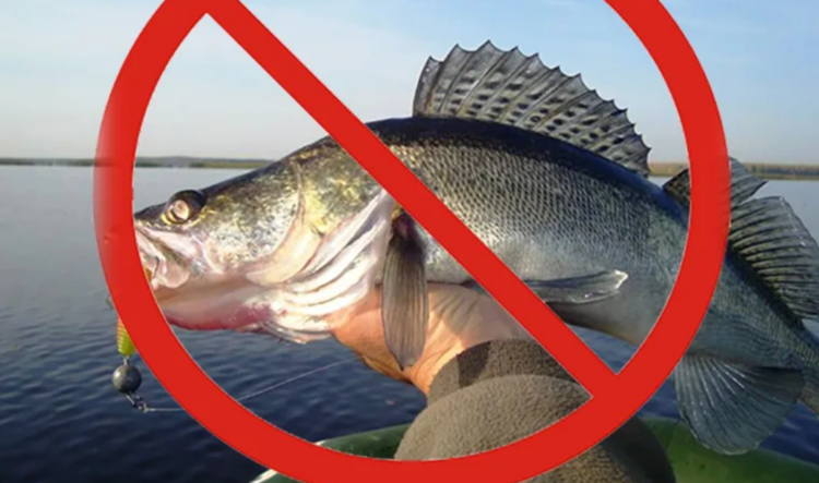 Запрет на лов судака