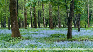 В Кореличском районе леса разрешены для посещения