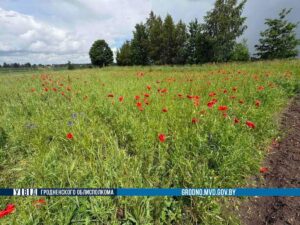 В области за неделю ликвидировали почти 7 тонн мака и конопли