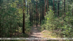 Ограничения на посещение лесов введены в 36 районах Беларуси