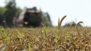 В Беларуси намолотили более 6 млн тонн зерна