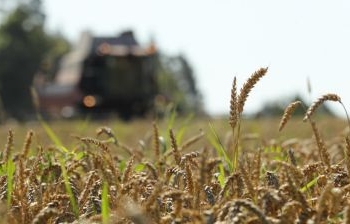 В Беларуси намолотили более 6 млн тонн зерна