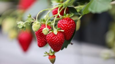 Хотите большой и вкусный урожай? Садовник рассказал, когда и как правильно высаживать клубнику