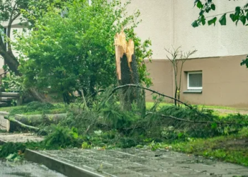 В Литве заявляют, что ликвидация аварий на энергосетях после бури может занять неделю