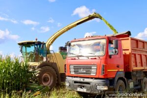 В Беларуси намолотили более 1 млн тонн зерна кукурузы